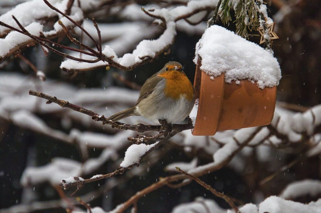 robin, branch, snow-5991267.jpg