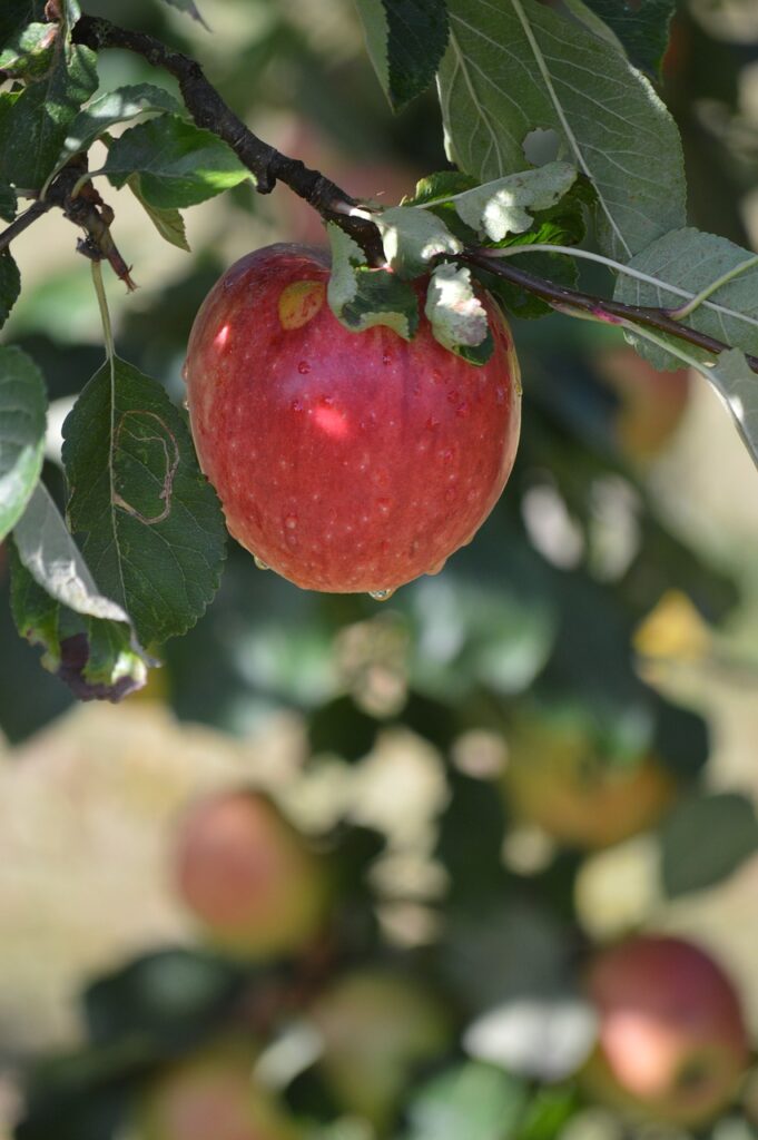 apple, apple tree, ripe apple-7462929.jpg