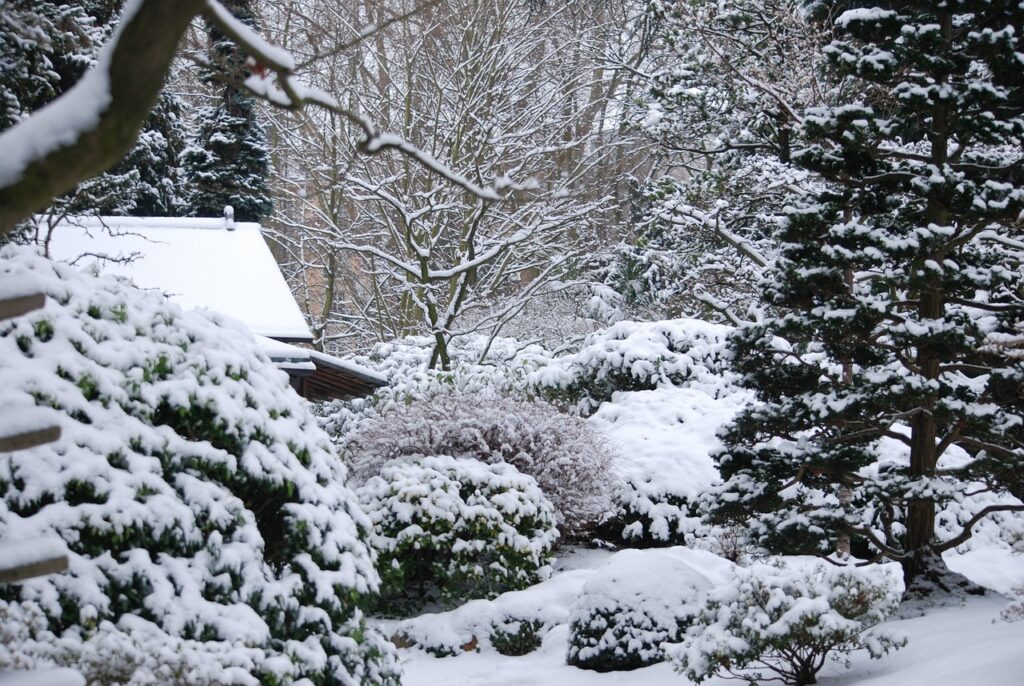 winter, nature, garden-2805910.jpg